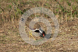 Red-wattled lapwing Vanellus indicus searching for food.