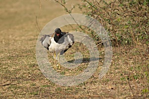 Red-wattled lapwing Vanellus indicus shaking in a meadow.