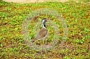 The red-wattled lapwing Vanellus indicus , Sri Lanka