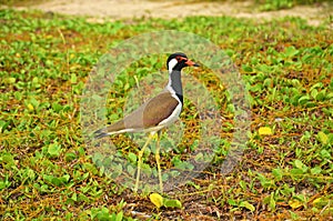 The red-wattled lapwing Vanellus indicus , Sri Lanka