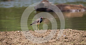 Red-wattled lapwing (Vanellus indicus) standing still on a muddy surface near a water stream