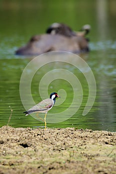 Red-wattled lapwing (Vanellus indicus) standing still on a muddy surface near a water stream