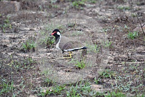 Red-wattled lapwing.Vanellus indicuscommon breeging resident throughout