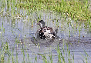 Red-wattled lapwing were water playing in the fields of Thailand