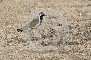 Red wattled lapwing which stands on a dry meadow on a winter sun