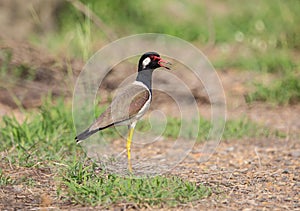 Red-wattled lapwingVanellus indicus of in Thailand.