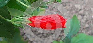 Red Wax Mallow Flower on Nature Background photo