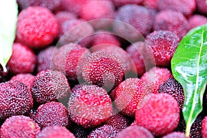 Red waxberry market