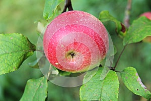 Red Wealthy apple on apple tree branch.