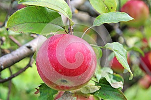 Red Wealthy apple on apple tree branch.