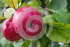 Red Wealthy apples on apple tree branch.