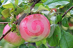 Red Wealthy apples on apple tree branch.