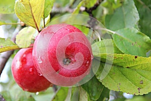 Red Wealthy apples on apple tree branch.