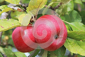 Red Wealthy apples on apple tree branch.