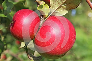 Red Wealthy apples on apple tree branch.