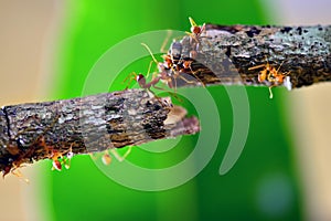 Red weaver ants ,Teamwork of ants constructing bridge