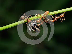 Red weaver ants teamwork,Red ants teamwork
