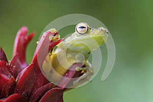 Red-webbed Tree Frog - Hypsiboas rufitelus