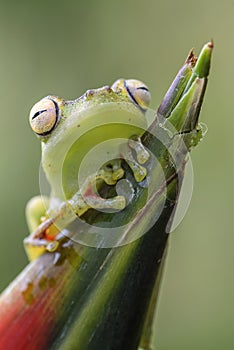 Red-webbed Tree Frog - Hypsiboas rufitelus