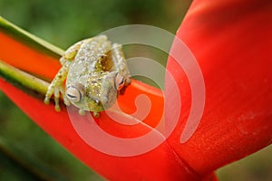 Red-webbed Tree Frog, Hypsiboas rufitelus, animal with big eyes, in the nature habitat, Panama. Frog from Panama. Beautiful frog i