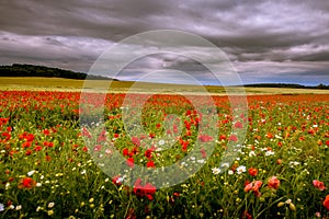Red weed with daisies on a field.