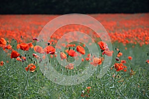 Red weed field