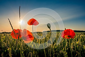 Red weed on a field.