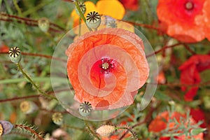 Red Weed Flowers