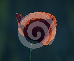 red weed growing in the field