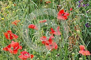 Red weed on meadow