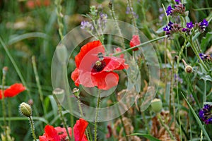 Red weed on meadow