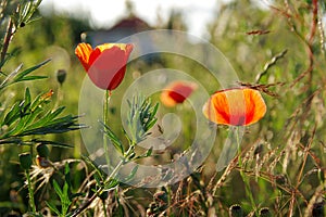 Red weed on meadow
