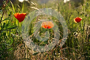 Red weed on meadow