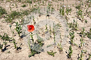 Red weed in poppy fields