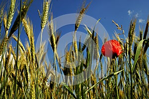 Red weed photo