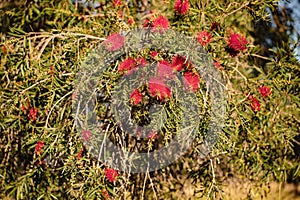 Red weeping bottlebrush flowering, native Australian plant