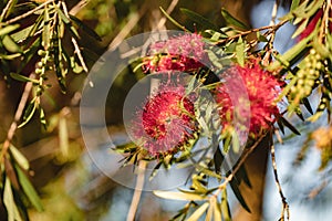 Red weeping bottlebrush flowering, native Australian plant