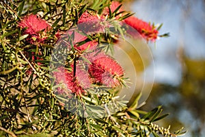 Red weeping bottlebrush flowering, native Australian plant