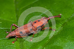 Red weevil/snout beetle photo