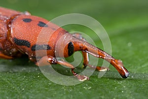 Red weevil/snout beetle photo