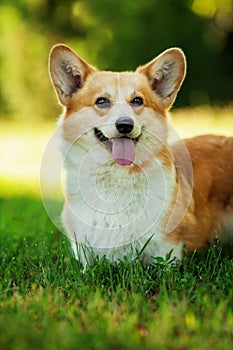 Red welsh corgi pembroke dog outdoors on green grass