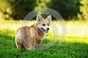 Red welsh corgi pembroke dog outdoors on green grass