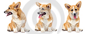 red welsh corgi puppy sitting and looking up on a white background