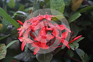 Red West Indian Jasmine. Ixora Cultivars. Ixora Chinensis. photo