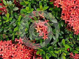 Red West Indian Jasmine or Ixora Dok khem bush