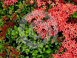 Red West Indian Jasmine or Ixora Dok khem bush