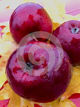 red wet apples in the rain lie in yellow autumn leaves