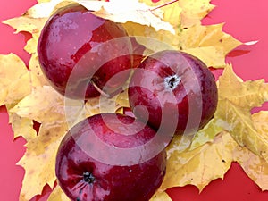 red wet apples in the rain lie in yellow autumn leaves