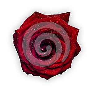 Red wet rose.