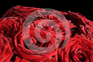 Red wet roses flowers isolated on black background.